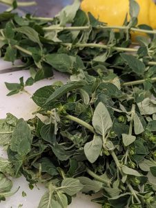 PXL_20230624_112951177.PORTRAIT